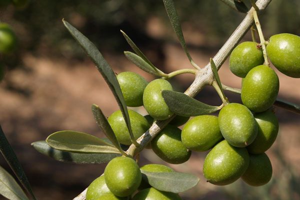 Comprar Planta de olivo Arroniz