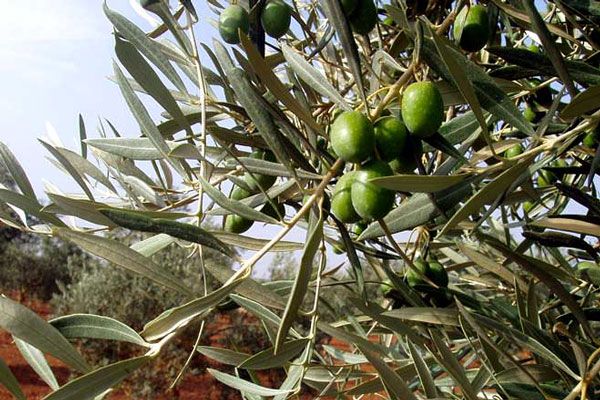 Comprar Planta de olivo hojiblanca