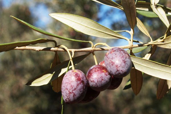 Comprar Planta de olivo Picual