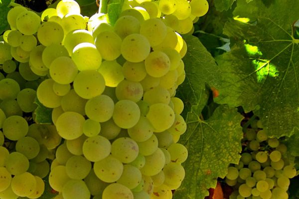 Comprar planta de viña Chardonnay